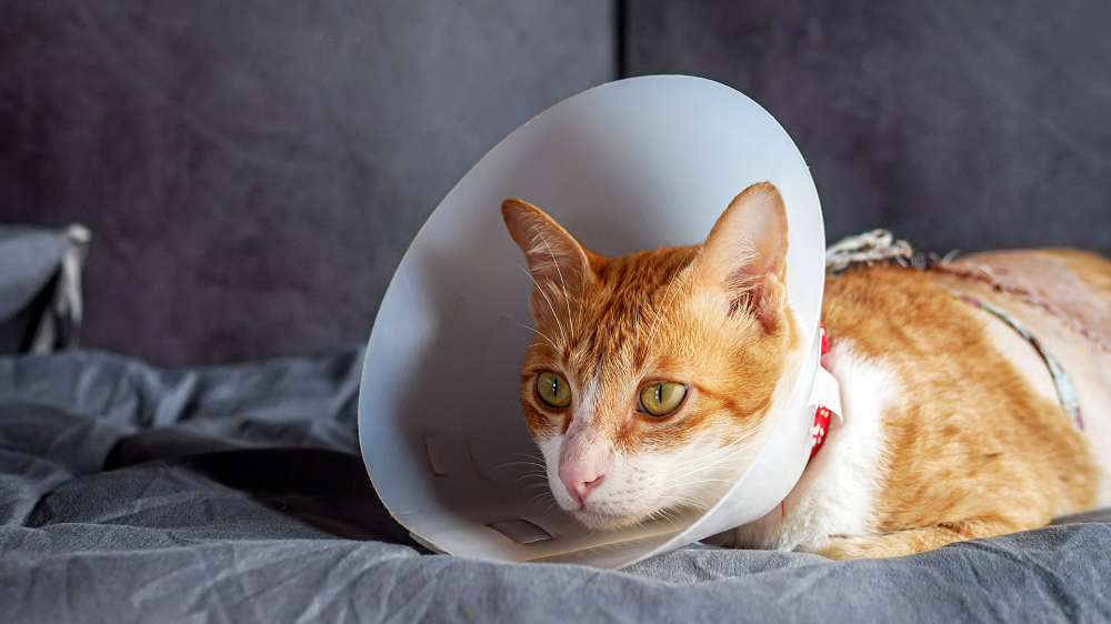 Jak rozpoznać alergię u kota?