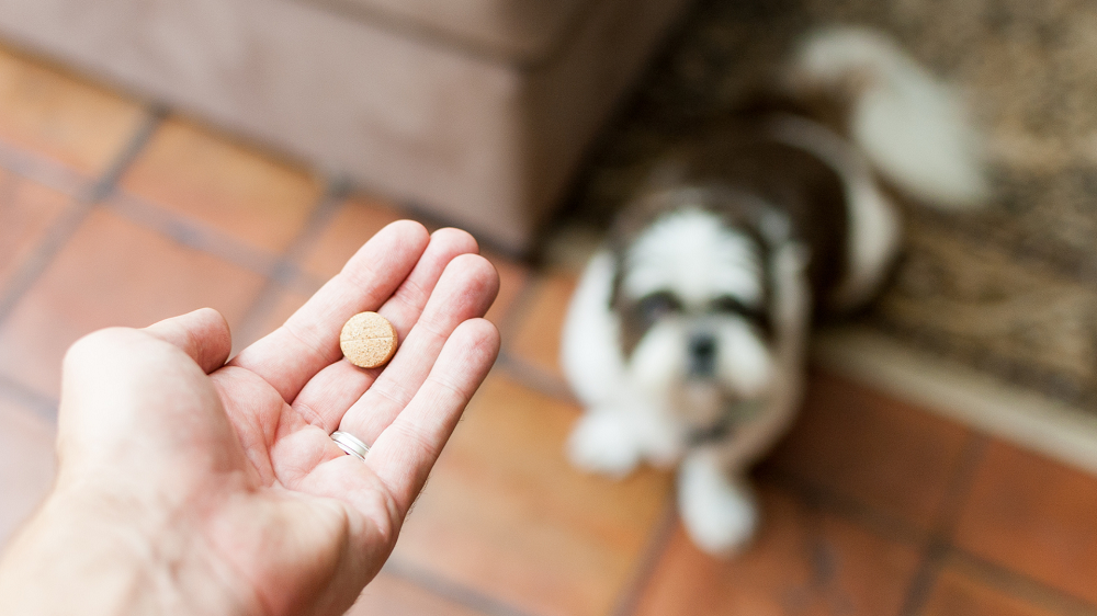 Dlaczego warto stosować suplementy diety dla zwierząt