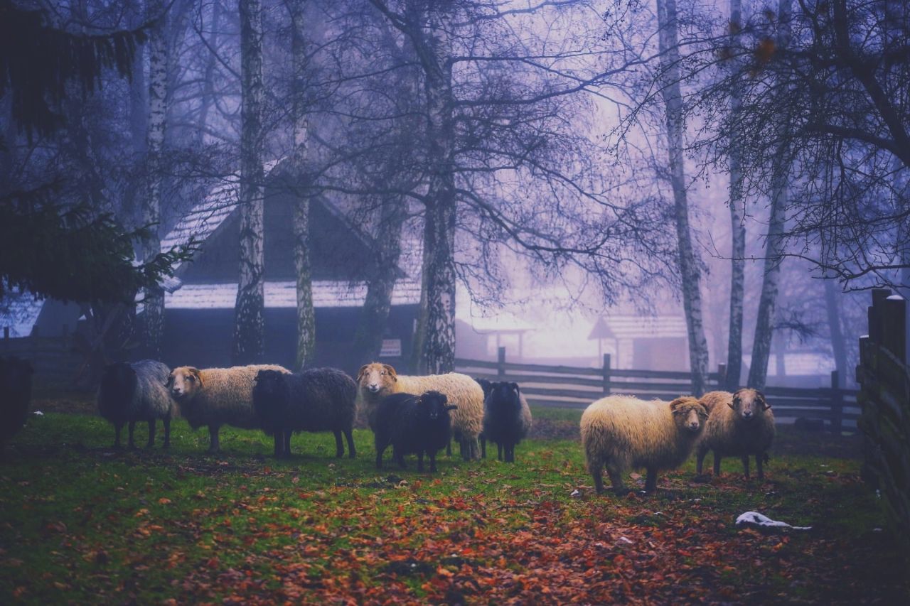Konkurs fotograficzny w Chorzowie. Skansen czeka na kreatywne zdjęcia uczniów