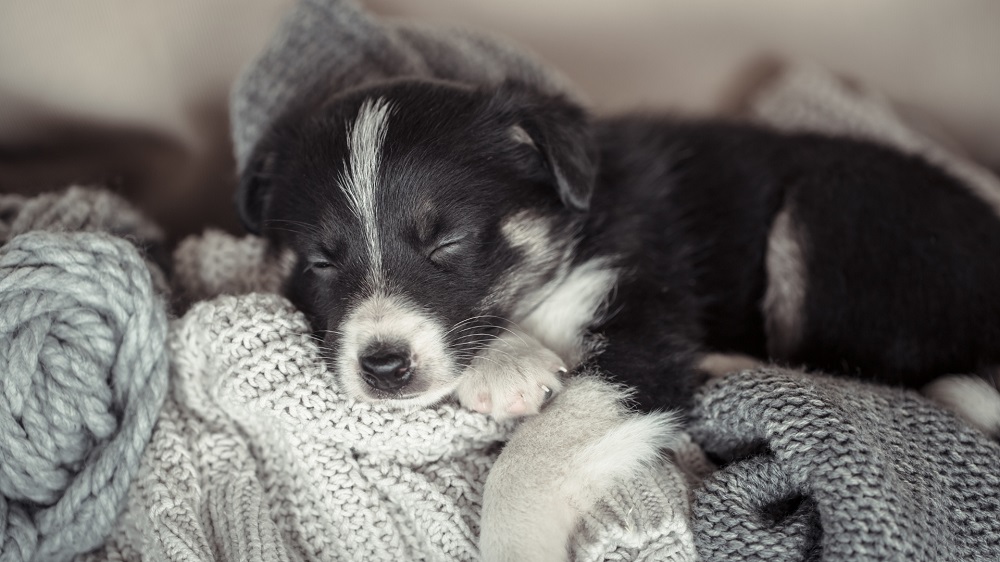 Jak wprowadzić nowego pupila do domu?