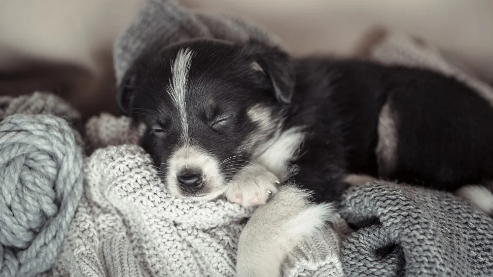 Jak wprowadzić nowego pupila do domu?