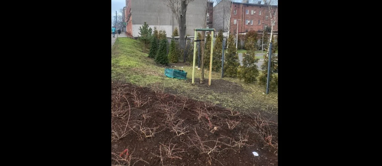 Nowa zieleń przy ul. 3 Maja w Chorzowie – efekt programu InPost Green City