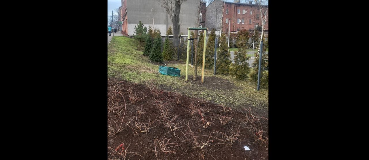 Nowa zieleń przy ul. 3 Maja w Chorzowie – efekt programu InPost Green City