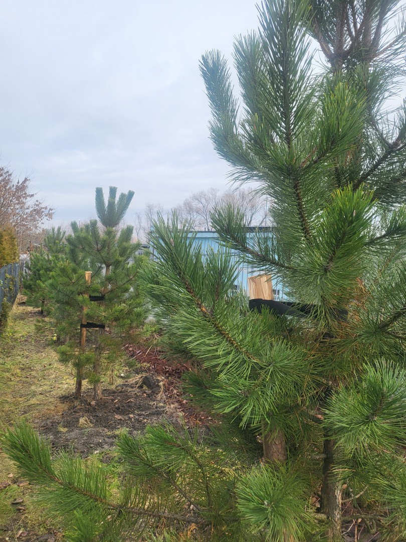 Nowa zieleń przy ul. 3 Maja w Chorzowie – efekt programu InPost Green City