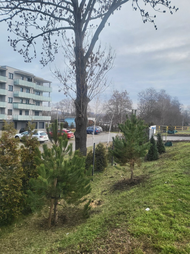 Nowa zieleń przy ul. 3 Maja w Chorzowie – efekt programu InPost Green City