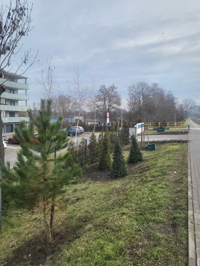Nowa zieleń przy ul. 3 Maja w Chorzowie – efekt programu InPost Green City