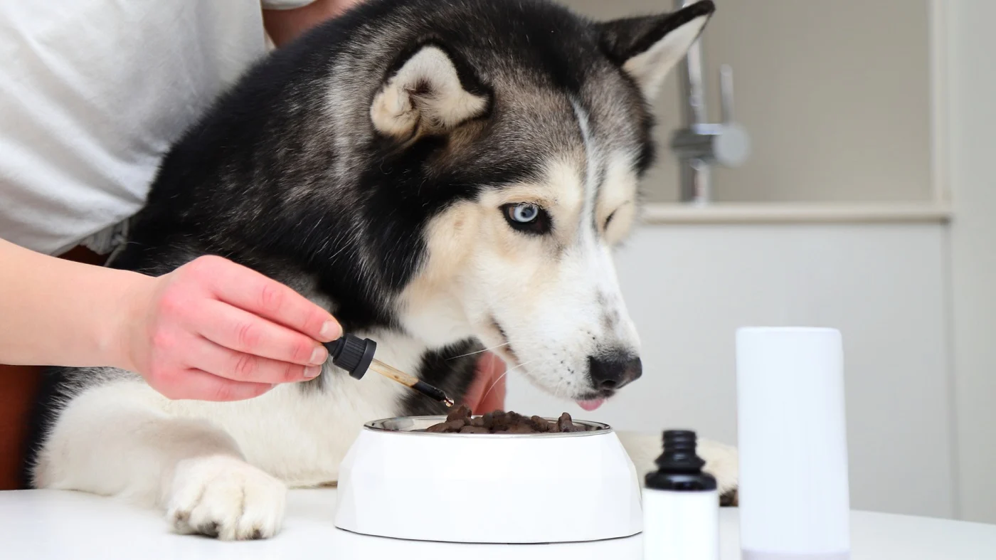 Dlaczego warto stosować suplementy diety dla zwierząt