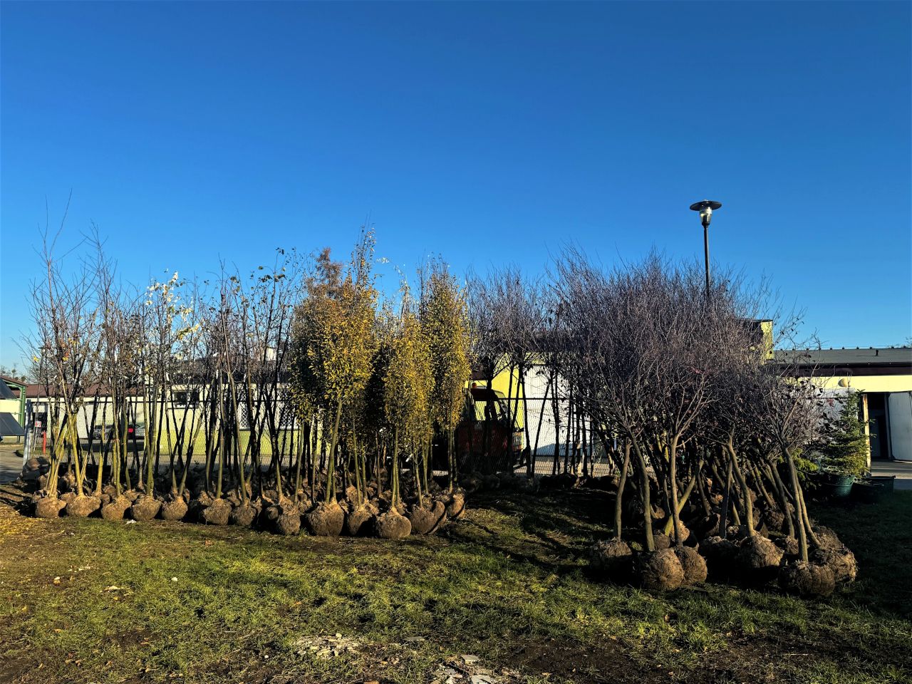 Ponad 360 drzew. Kolejne nasadzenia w Gliwicach. Tym razem w Czechowicach, na Koperniku i w Śródmieściu