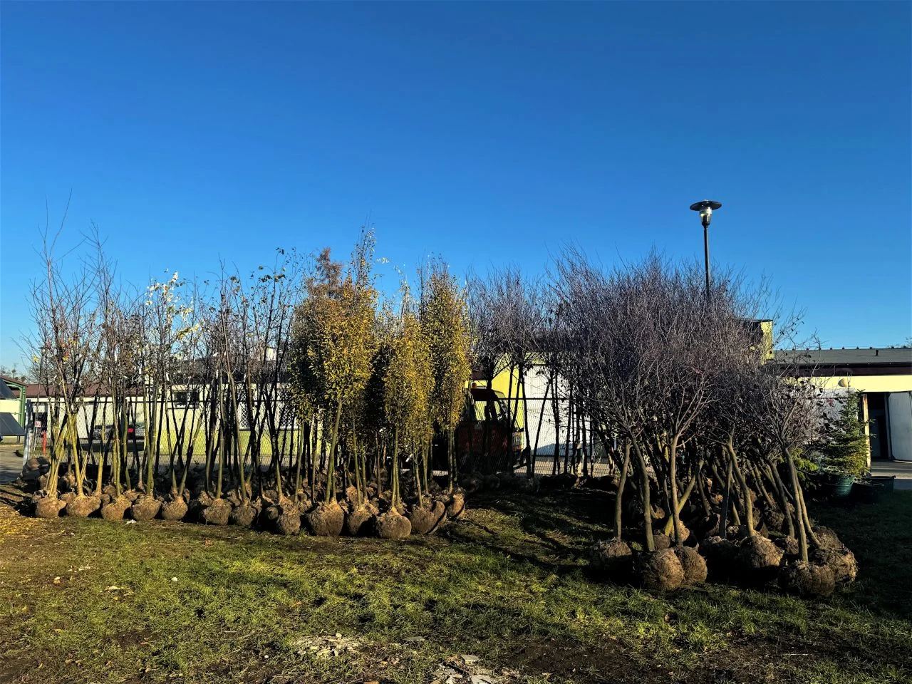 Ponad 360 drzew. Kolejne nasadzenia w Gliwicach. Tym razem w Czechowicach, na Koperniku i w Śródmieściu