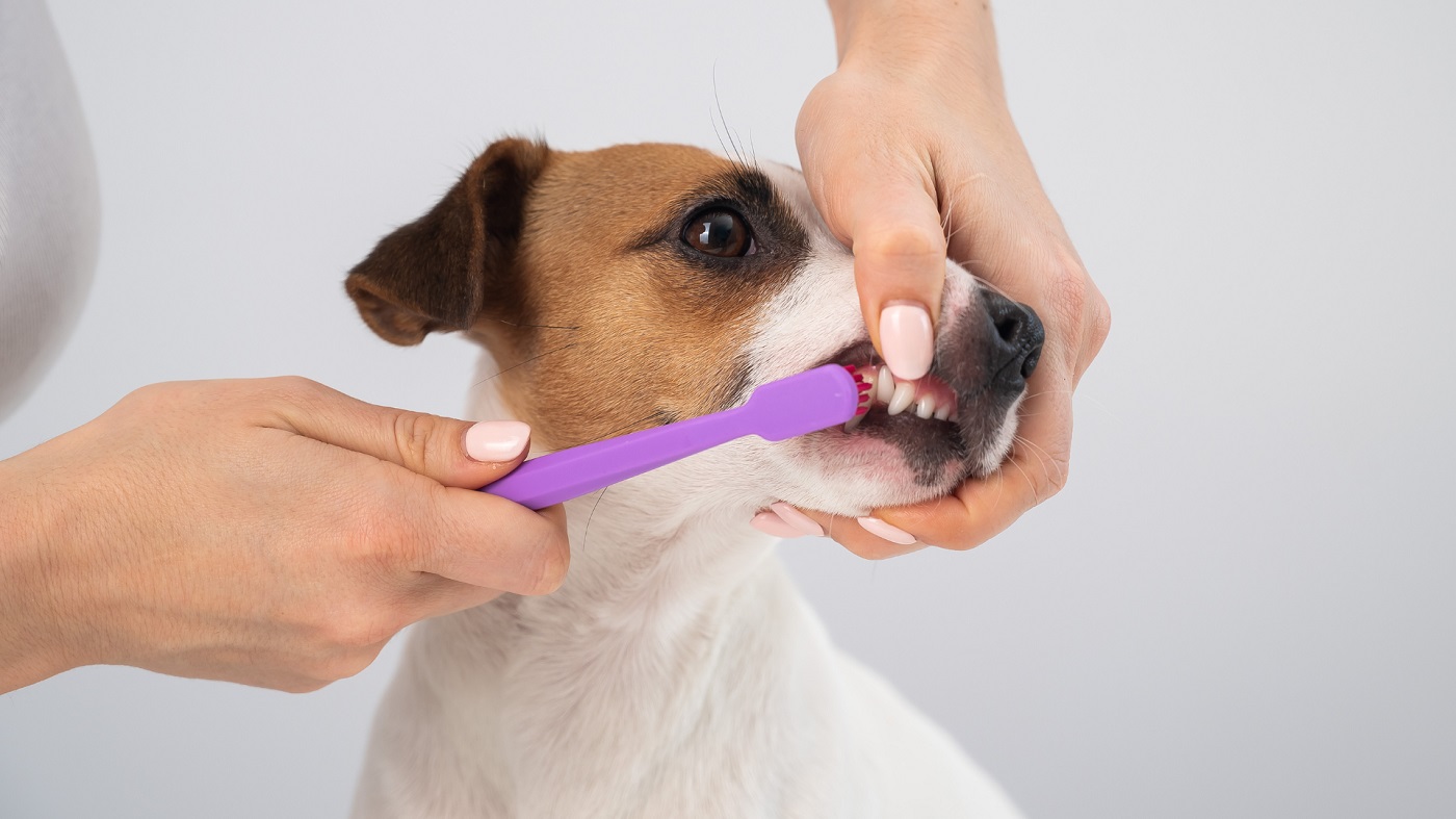 Jak dbać o higienę jamy ustnej zwierzęcia