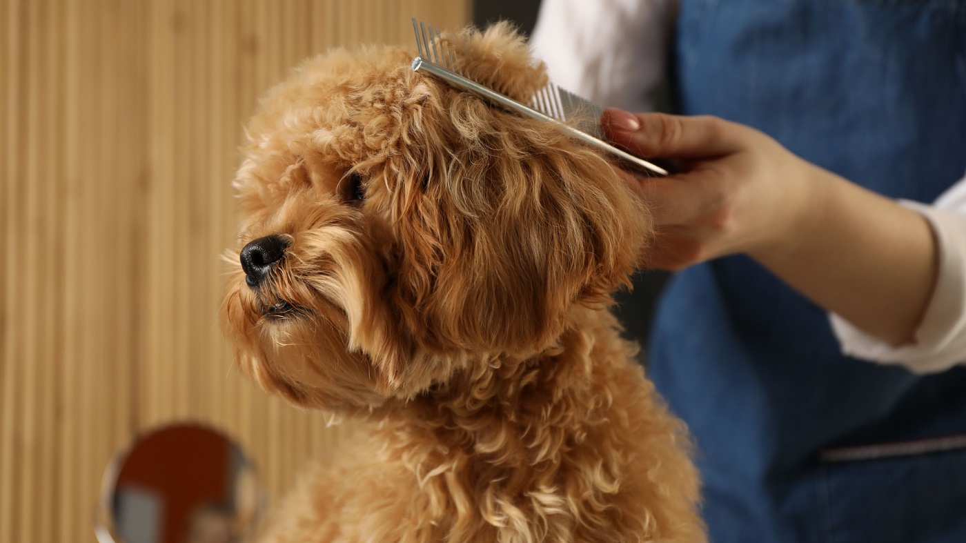 Jak dbać o sierść psa w różnych porach roku