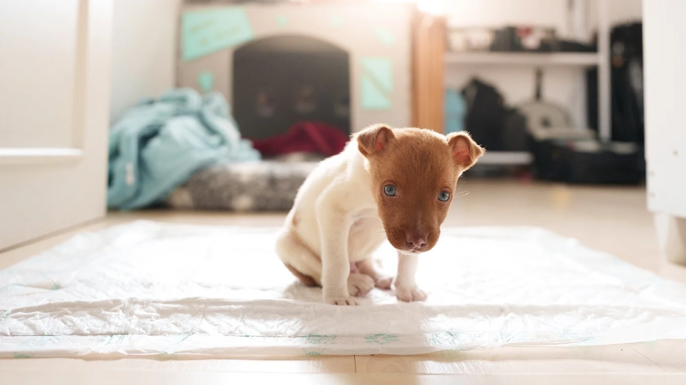 Jak nauczyć psa czystości - skuteczne metody