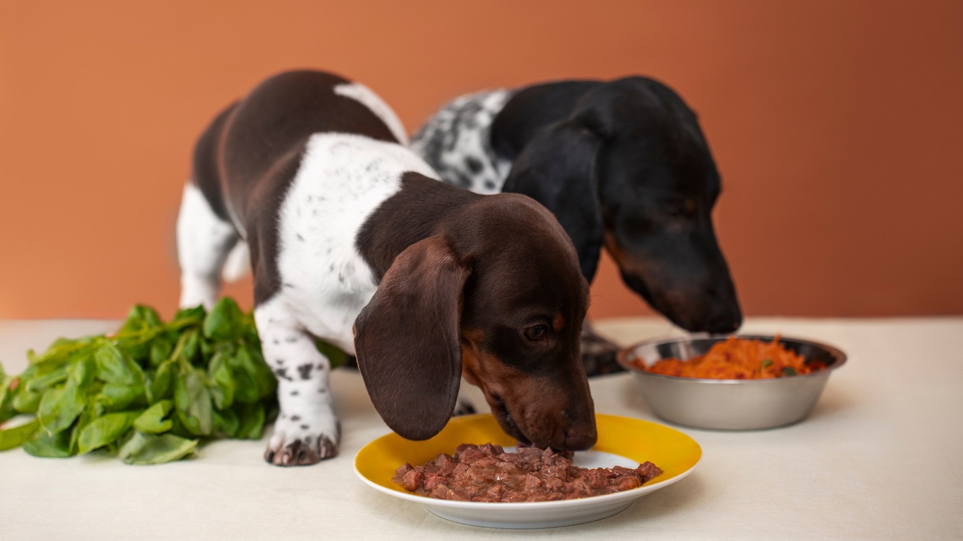 Jak przygotować dietę domową przy współpracy z weterynarzem