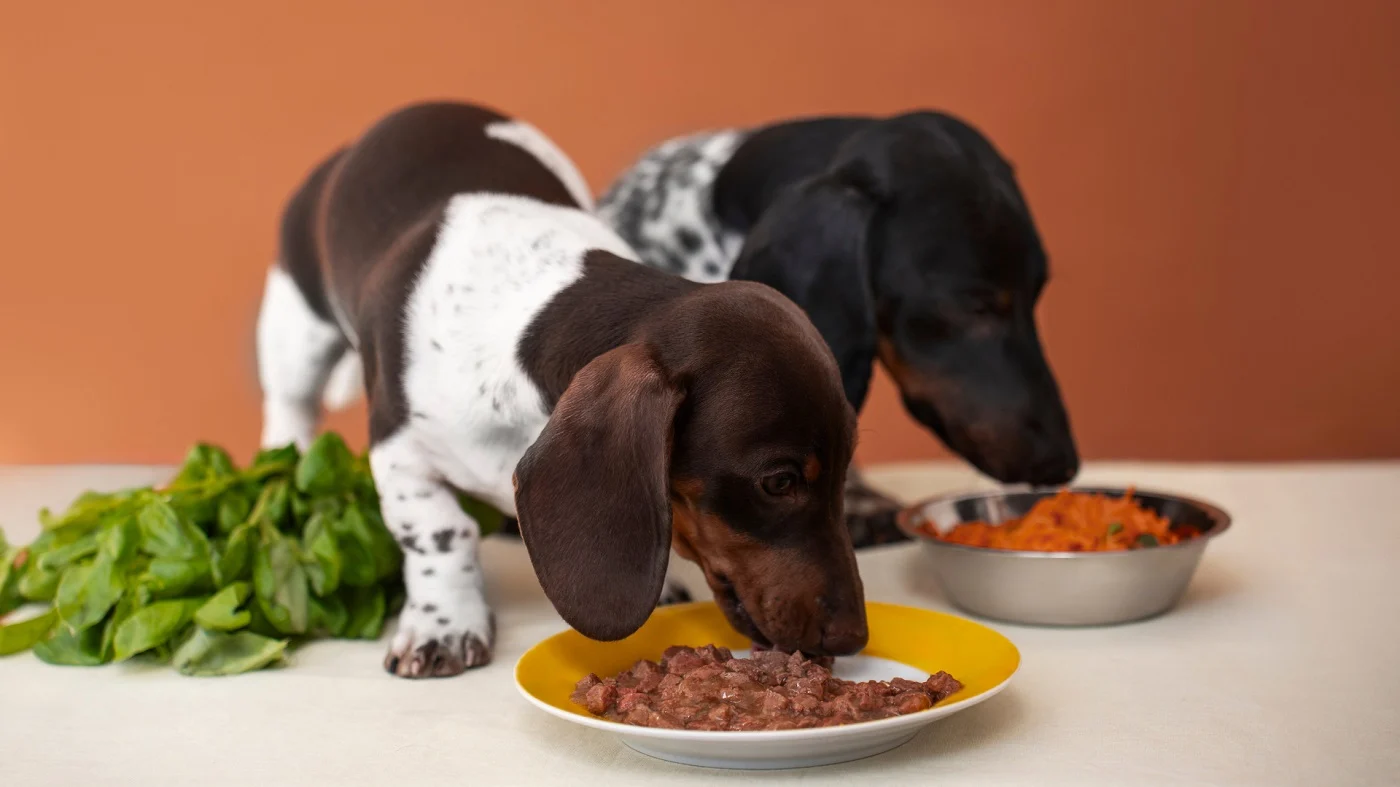 Jak przygotować dietę domową przy współpracy z weterynarzem