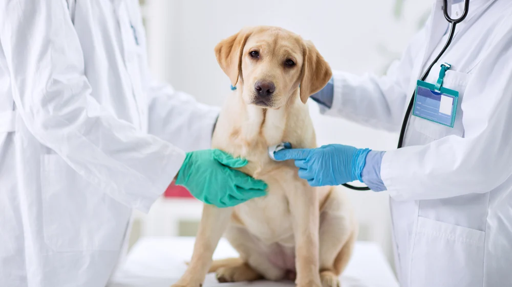 Jak przygotować psa do wizyty u weterynarza