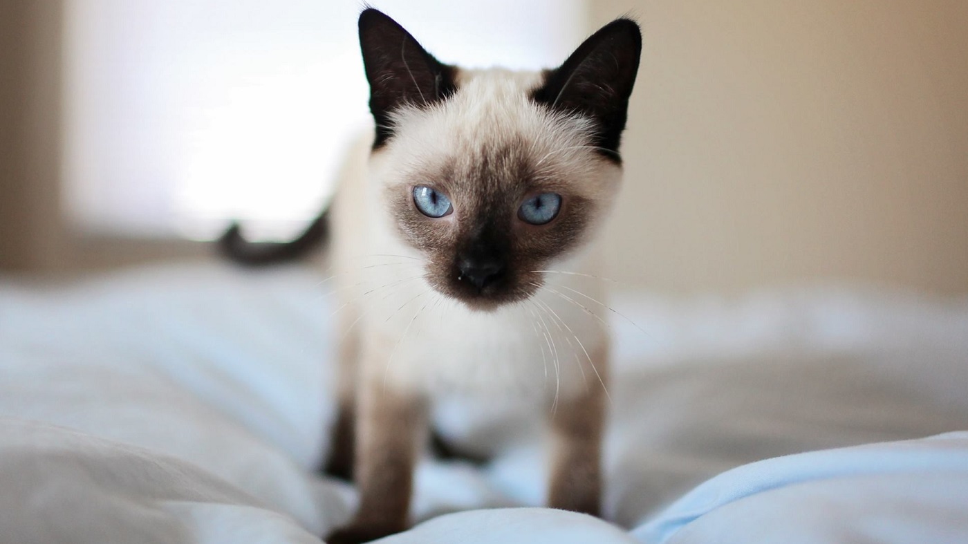 Jak rozpoznać alergię u kota