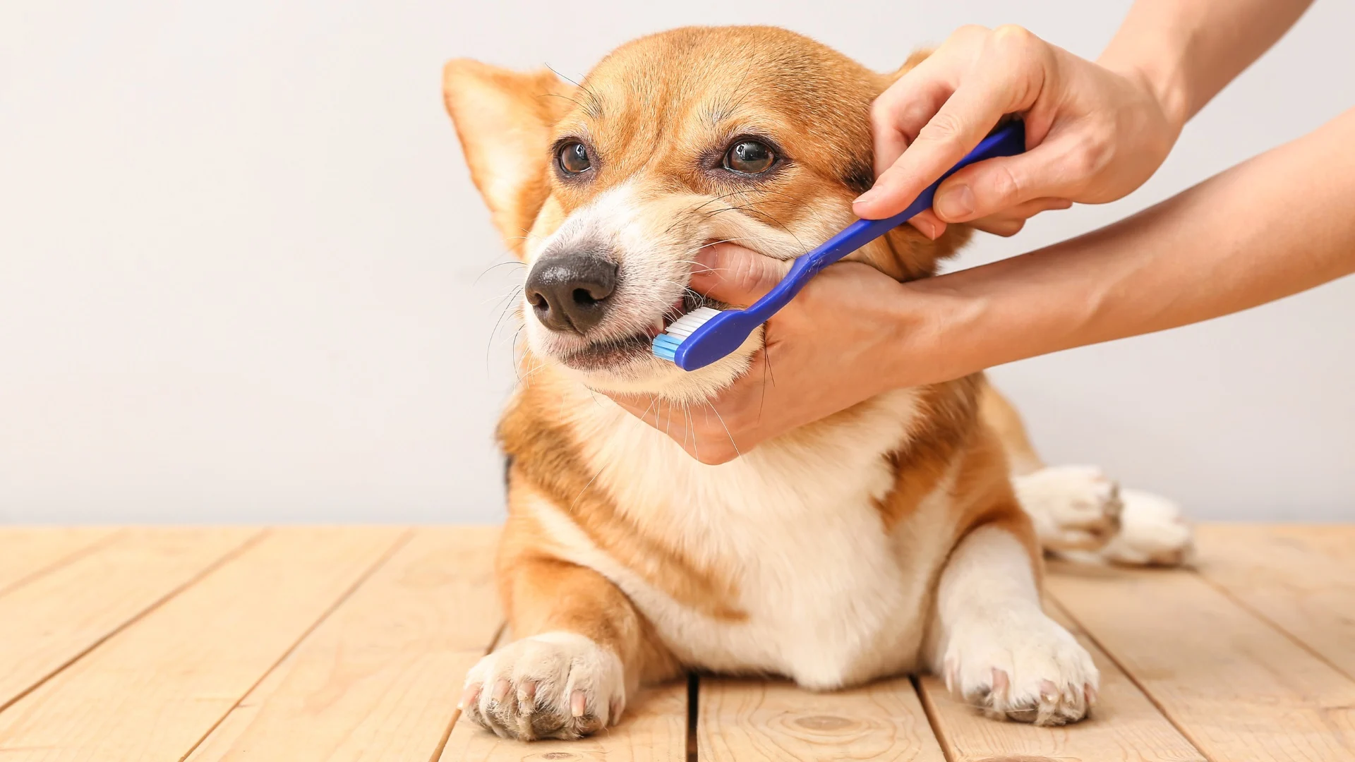 Jak zadbać o zdrowie jamy ustnej pupila