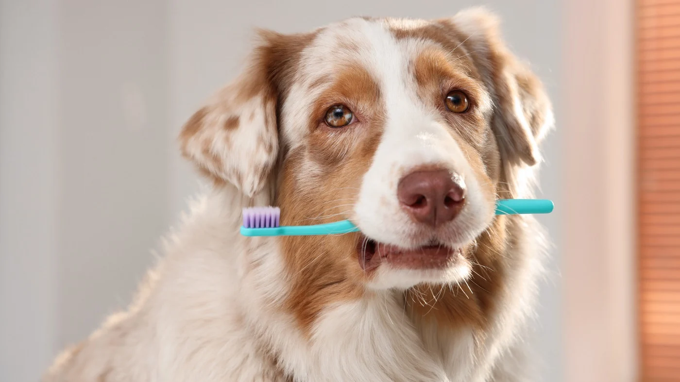Jak zadbać o zdrowie jamy ustnej pupila