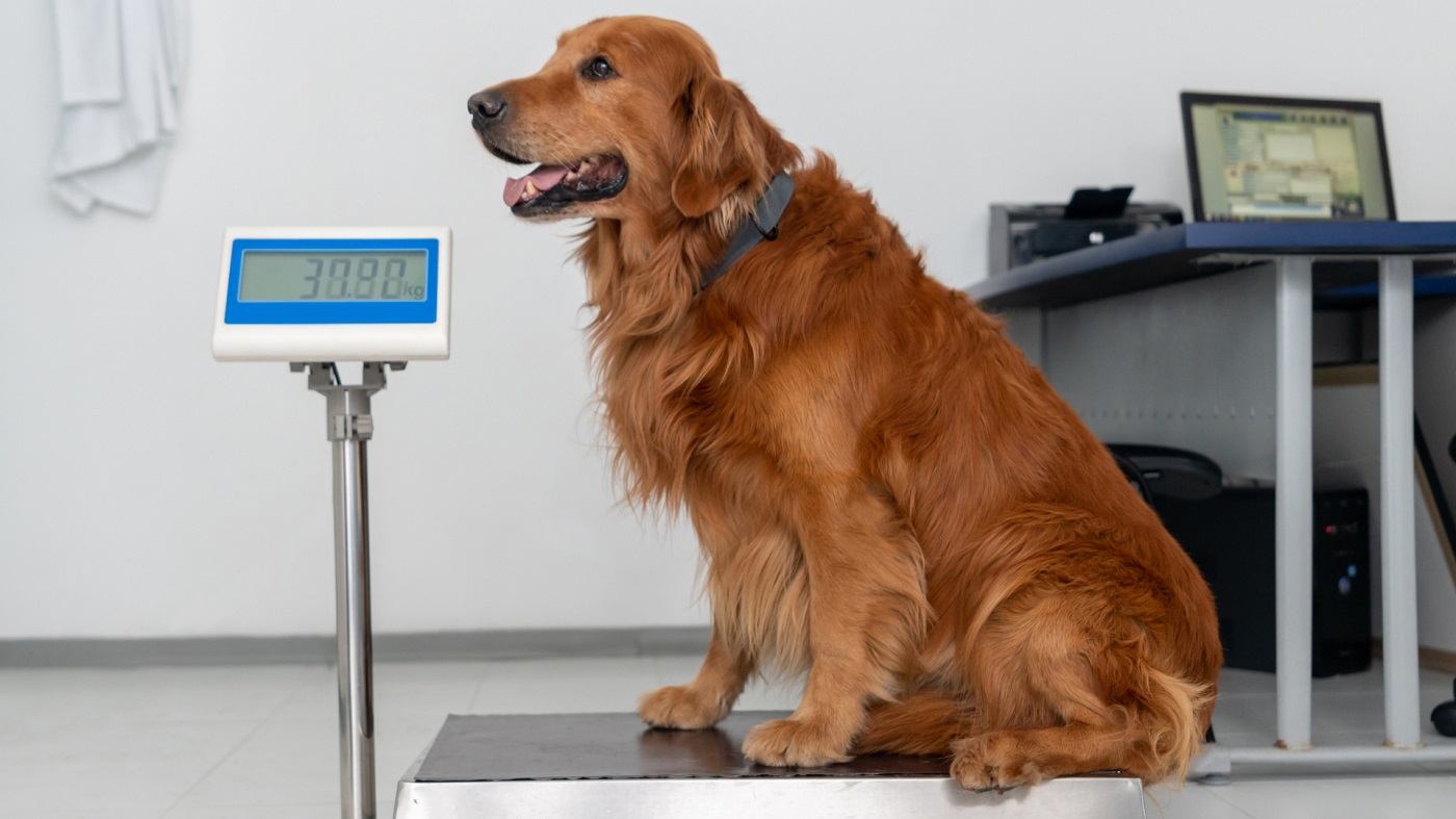 Jak zapobiegać otyłości u psów i kotów