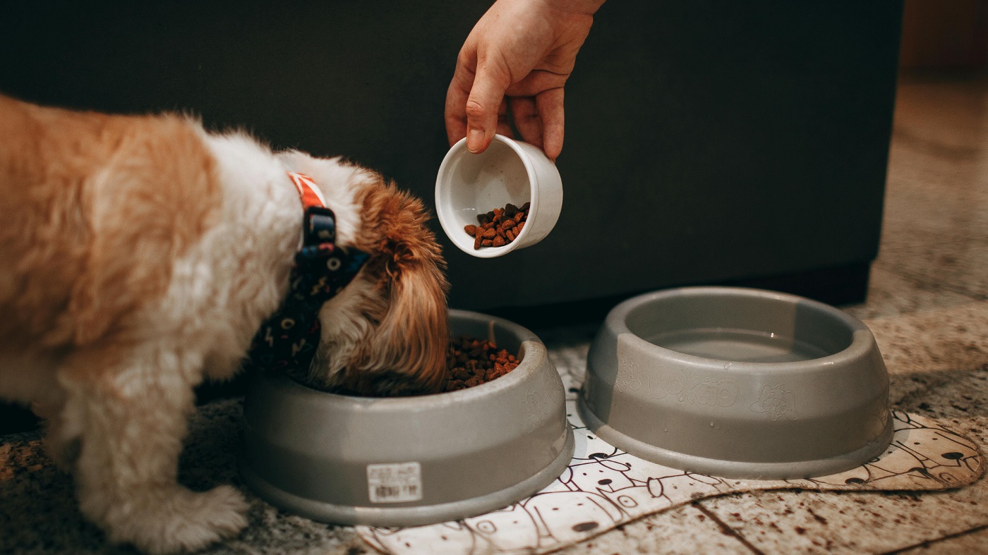 Karma sucha czy mokra - co lepsze dla Twojego pupila?