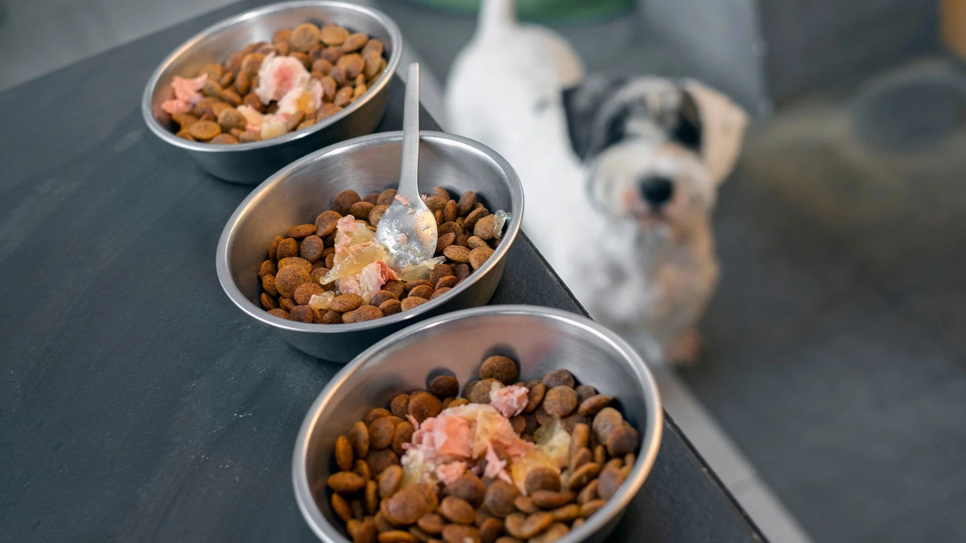 Karma sucha czy mokra - co lepsze dla Twojego pupila