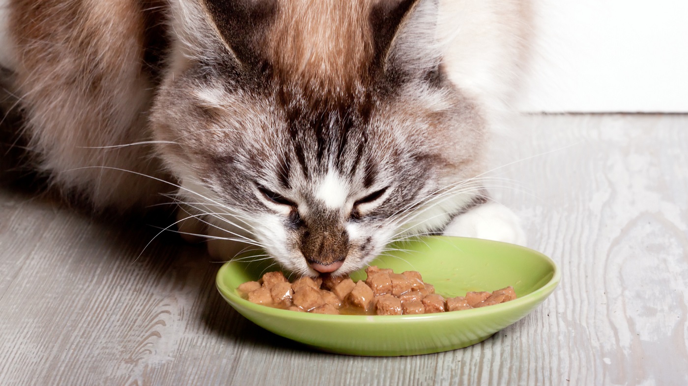 Najczęstsze błędy w karmieniu kotów
