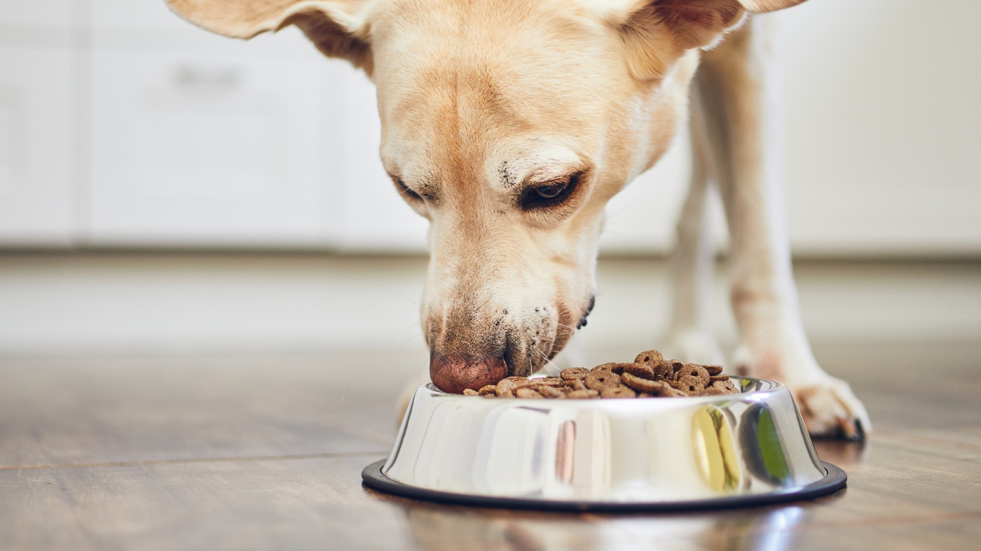 Rola błonnika pokarmowego w diecie zwierząt