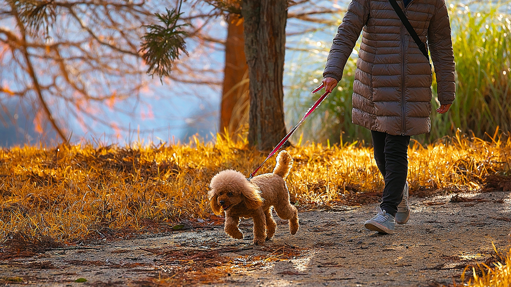 Spacer z psem - zasady bezpieczeństwa i komfortu