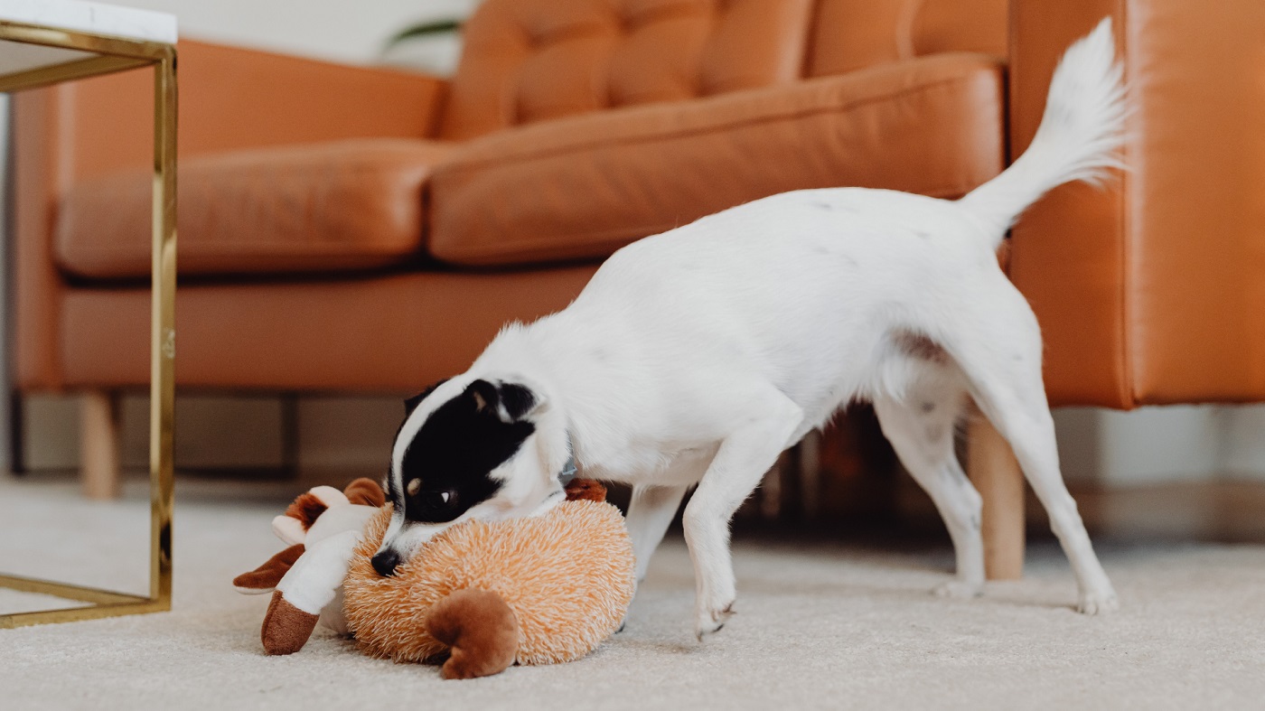 Zabawki dla psa - jak wybrać najlepsze