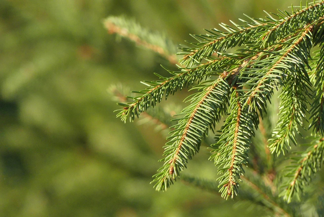 Jak choinka - to tylko z legalnego źródła