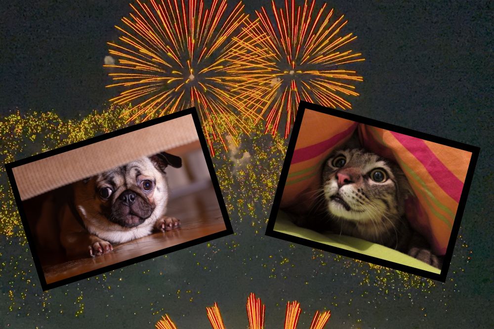 „Fauna” apeluje do mieszkańców o nieużywanie petard w sylwestrową noc