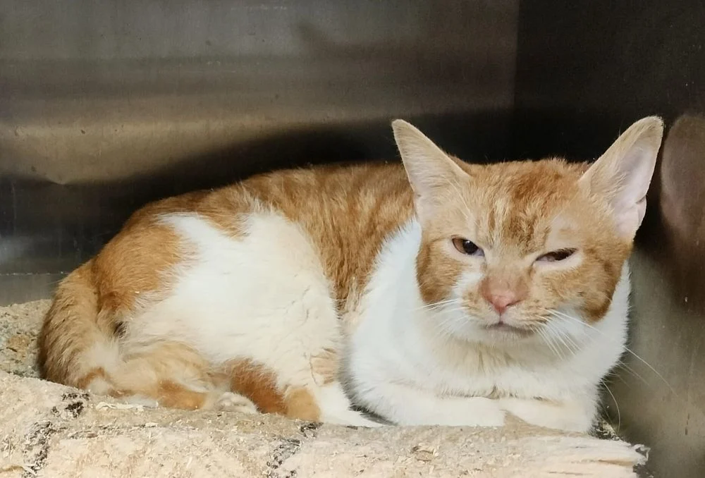 Interwencyjnie odebrano aż 26 kotów. „Fauna” zbiera środki na ich leczenie