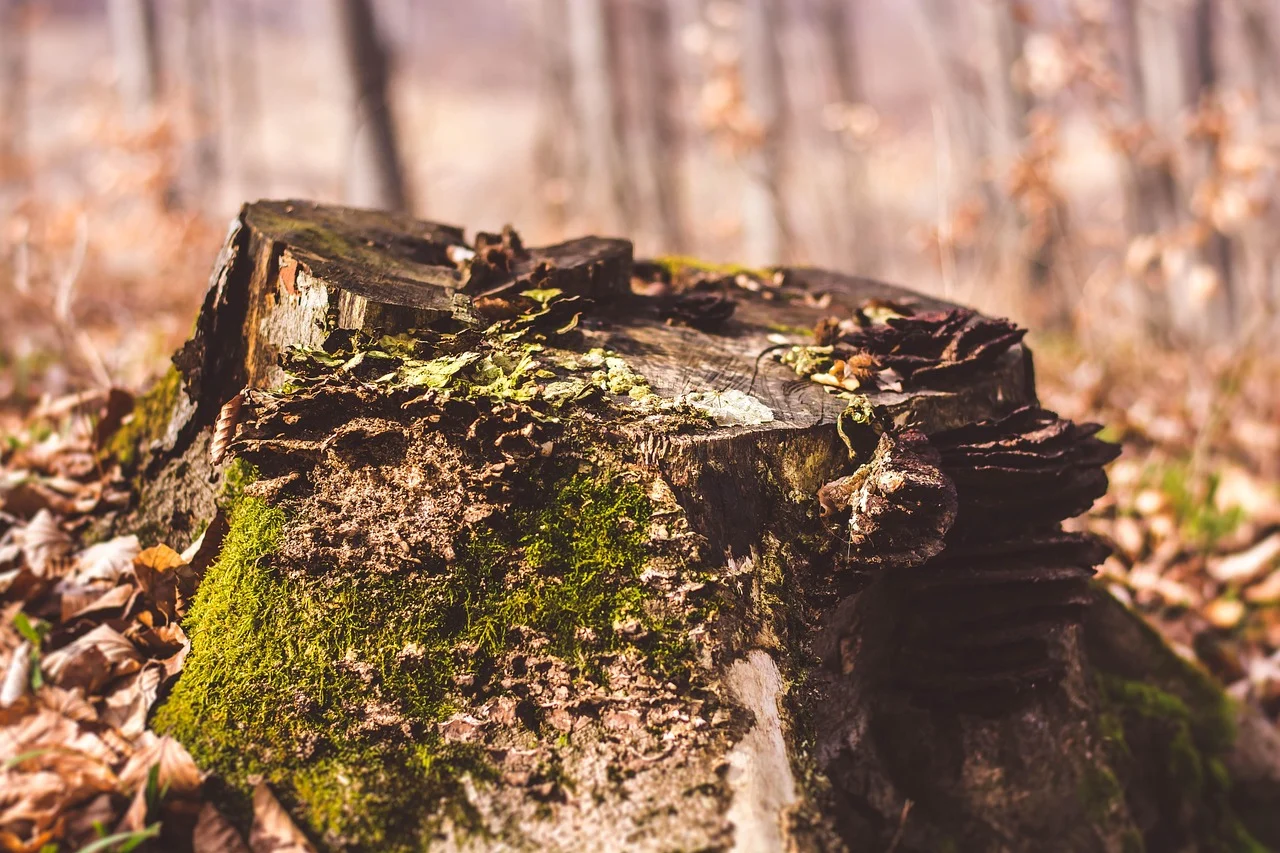 Jak profesjonalne Usługi Leśne podnoszą wartość zasobów drzewnych i wspierają zrównoważoną gospodarkę