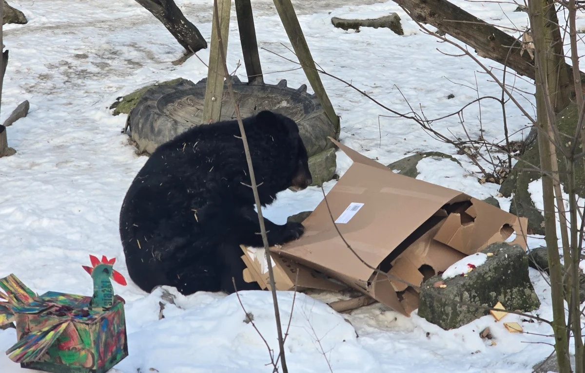 39. urodziny niedźwiedzicy Kasi w Śląskim ZOO