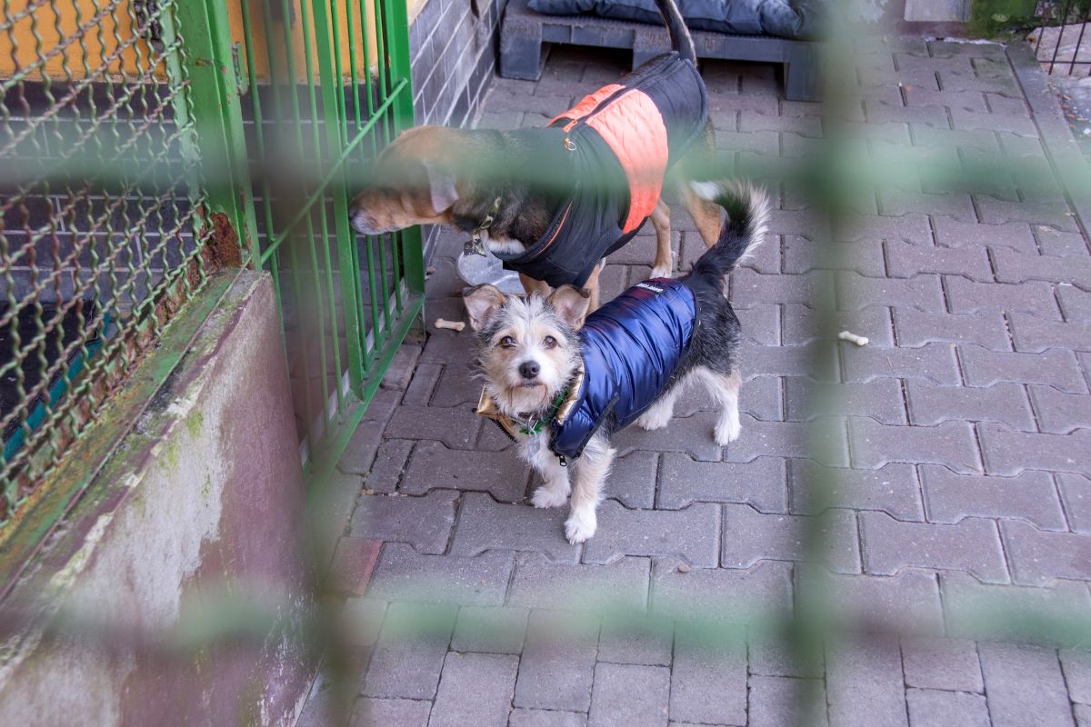 Bytomskie schronisko pod lupą weterynarza. Zwierzęta zabezpieczone na mrozy