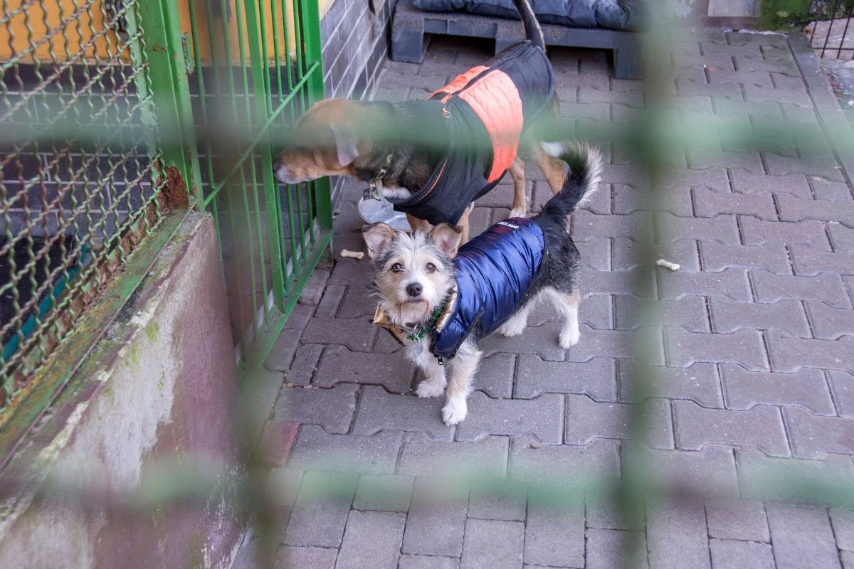 Bytomskie schronisko pod lupą weterynarza. Zwierzęta zabezpieczone na mrozy