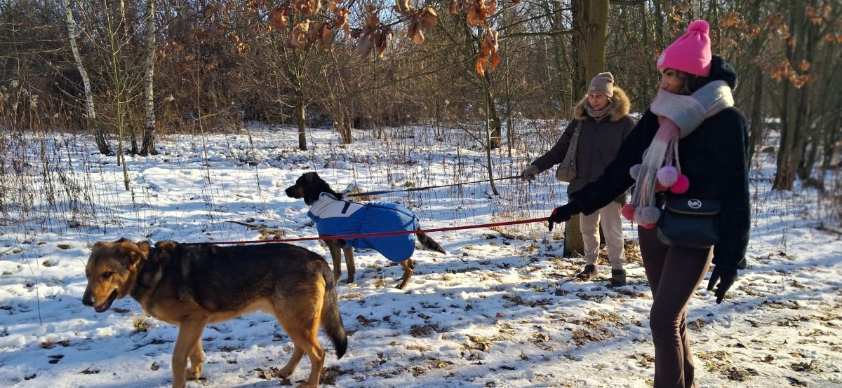 Poznaj psa i przemyśl adopcję. W Bytomiu ruszają spacery ze zwierzakami