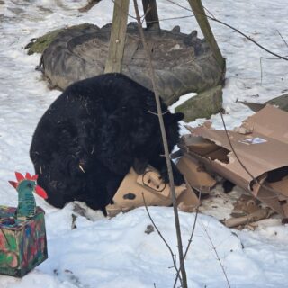 39. urodziny niedźwiedzicy Kasi w Śląskim ZOO / fot. ŚOZ