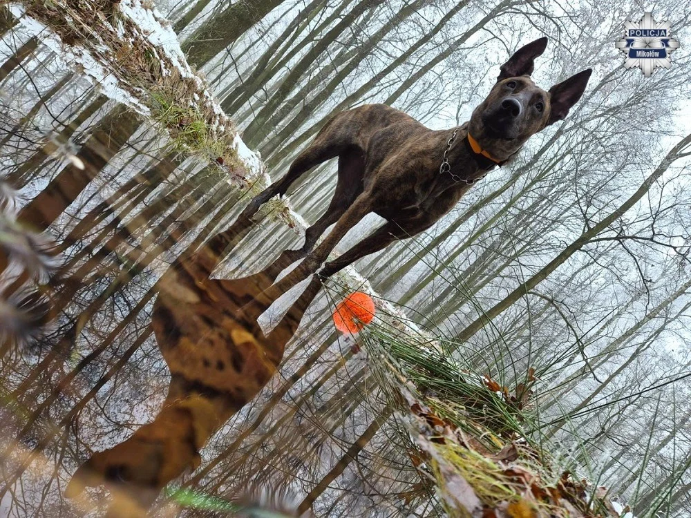 Zima to trudny czas dla zwierząt – jak zadbać o bezpieczeństwo swoich pupili