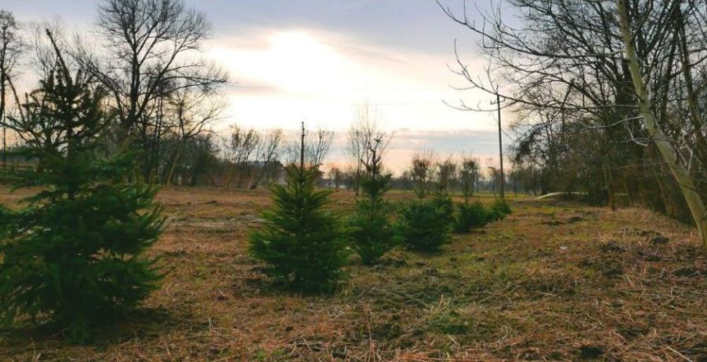 Przekaż swoją choinkę do PSZOK w Piekarach Śląskich – akcja do 23 stycznia