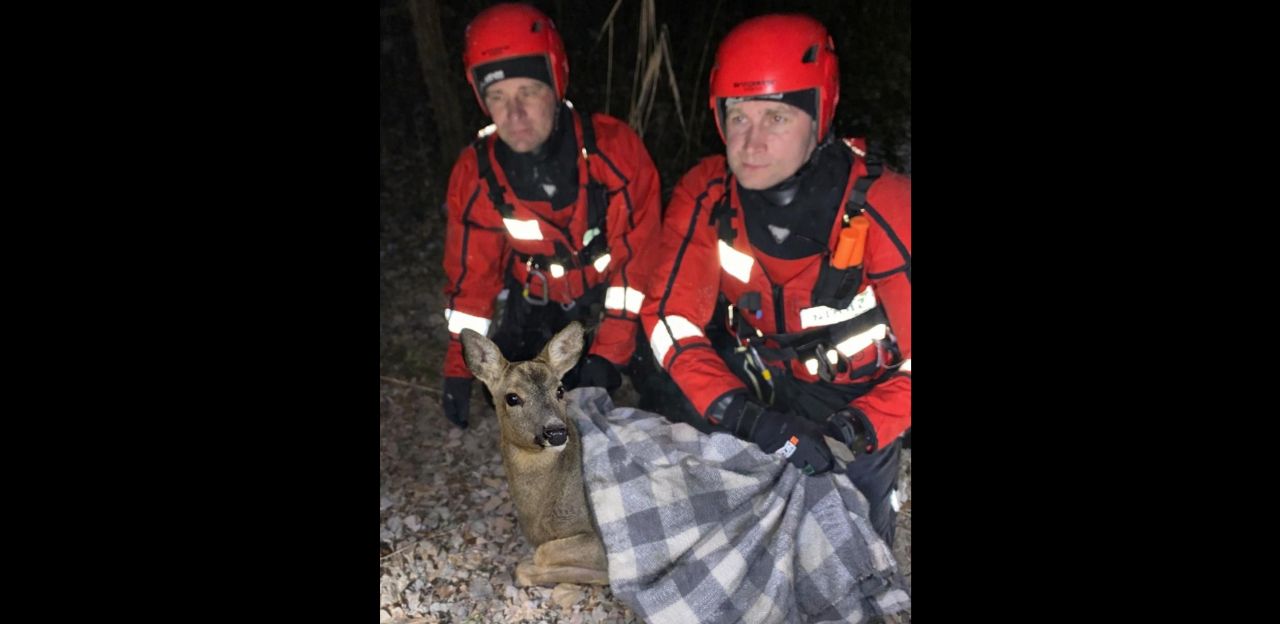 W Pyskowicach strażacy uratowali sarnę z lodowatego jeziora Dzierżno Małe