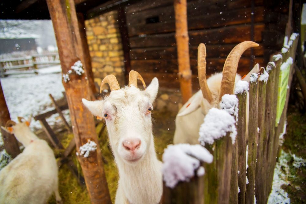ETNOspacer "Zagroda pełna zwierząt" w Chorzowie. Zimowa atrakcja dla rodzin