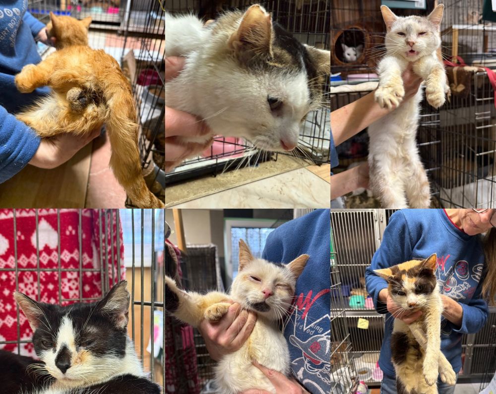 26 kotów uratowanych ze złych warunków, żaden nie przeżył. Schronisko wyjaśnia