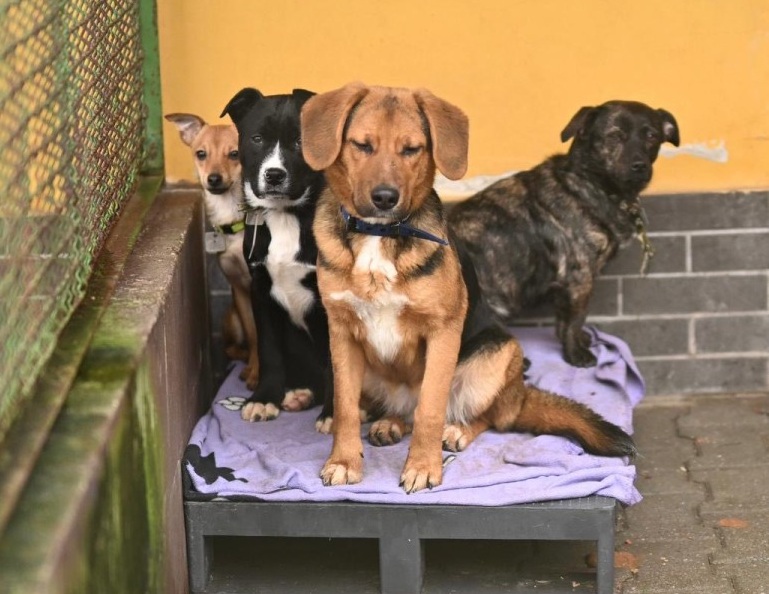 Ruszają adopcje zwierząt ze schroniska w Bytomiu