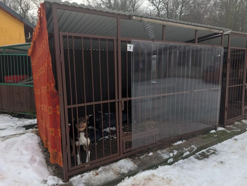 Co się dzieje w bytomskim schronisku? Zarządca odwołany, zwierzęta miały żyć w strasznych warunkach