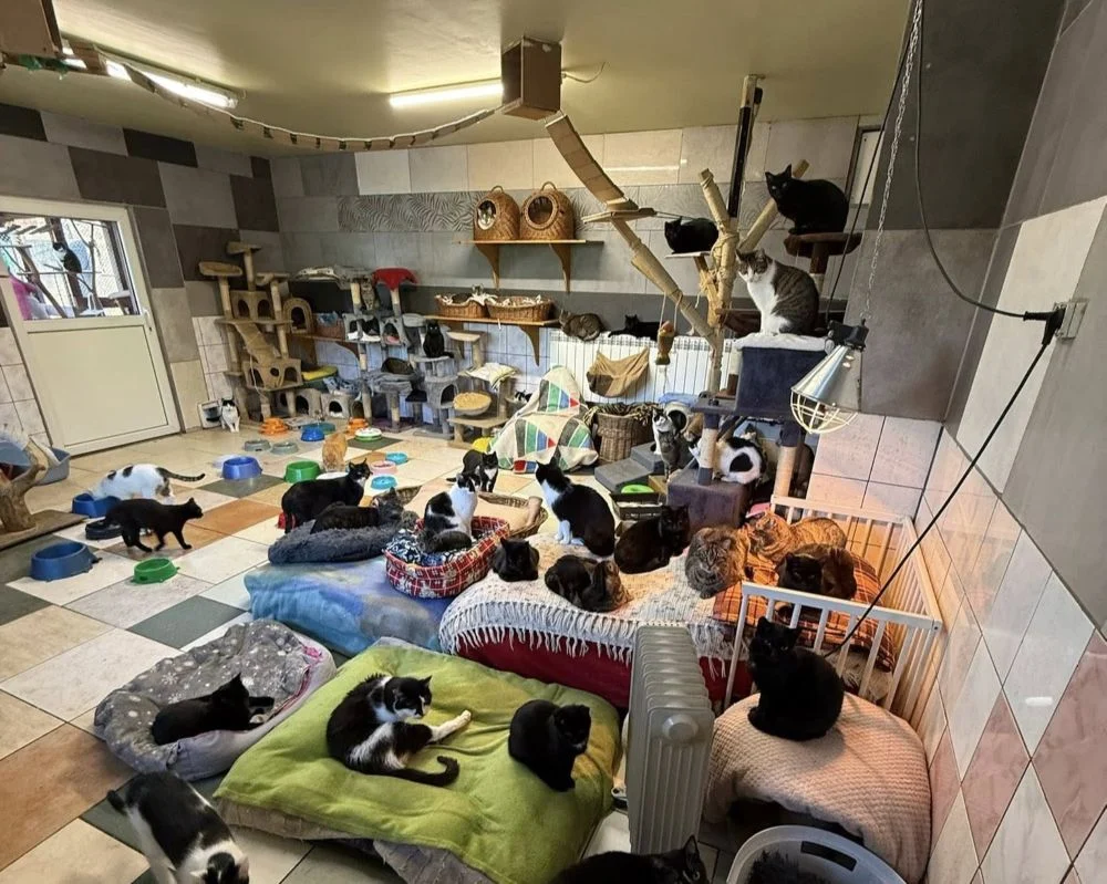 Rozbudowa schroniska „Fauna”. Będzie więcej miejsca dla kocich podopiecznych!