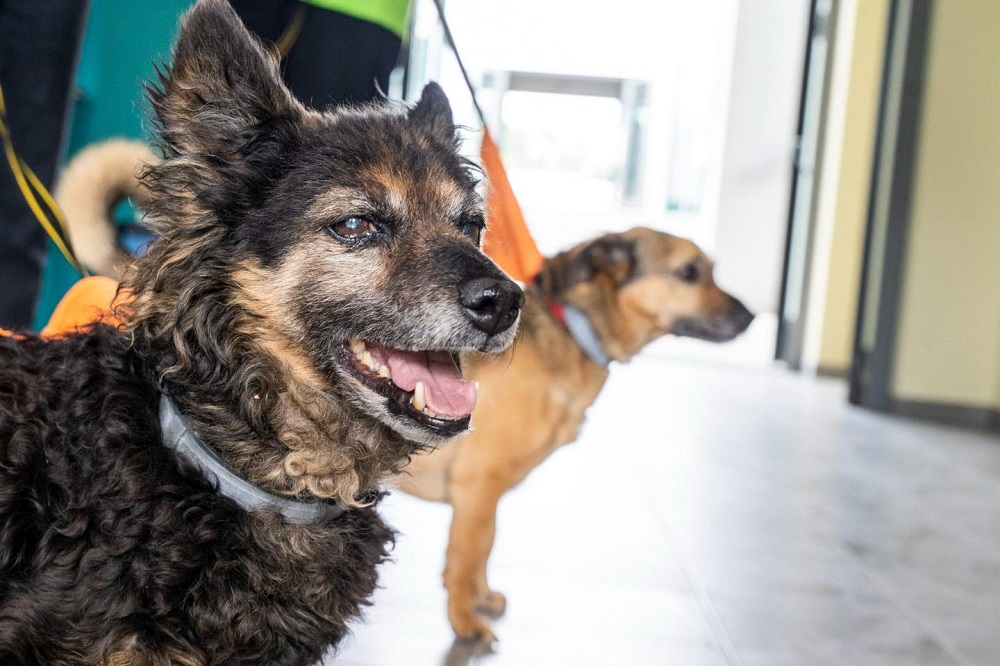 Zabrzańskie schronisko przejmuje opiekę nad zwierzętami ze schroniska w Bytomiu