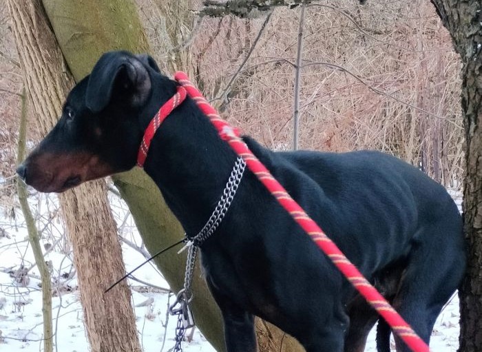Doberman porzucony tuż przy schronisku. Jego opiekun zostanie ukarany