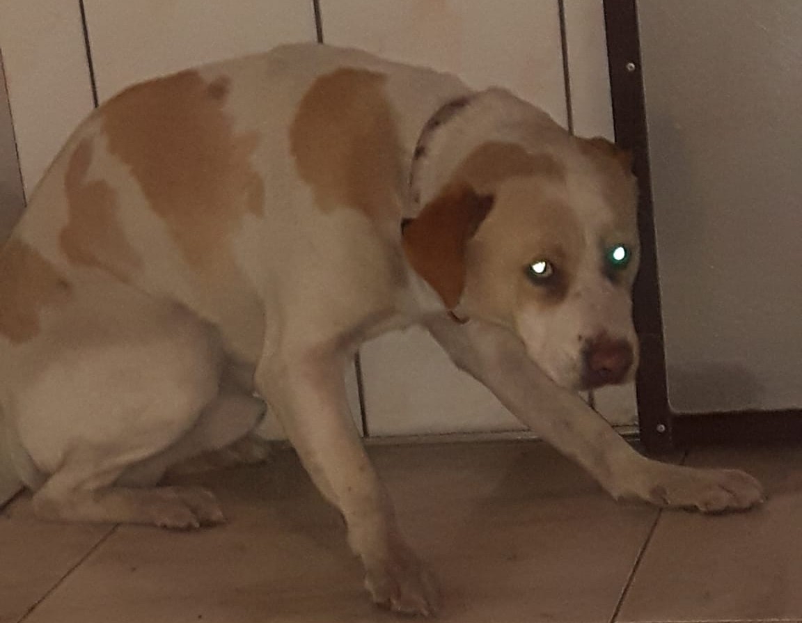 Przerzucił psa przed 2-metrowy płot. Kolejne porzucone zwierze trafia do „Fauny”