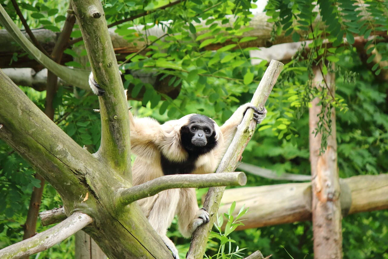 Nowy cennik biletów w Śląskim Ogrodzie Zoologicznym od 1 stycznia 2026 roku